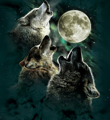 Ryanb wolf's howling ykbqrmbq
